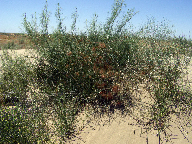 Image of Calligonum × paletzkianum specimen.