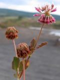 Trifolium hybridum. Верхушки побегов с соцветиями и соплодиями. Краснодарский край, окр. г. Крымск, глиняный карьер. 31.08.2013.