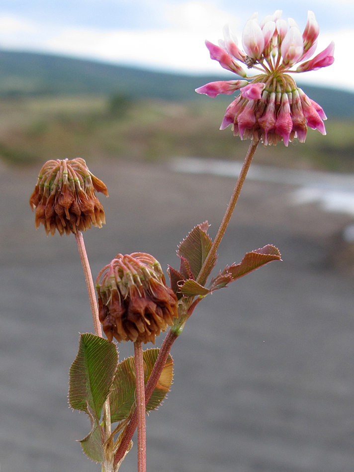 Изображение особи Trifolium hybridum.