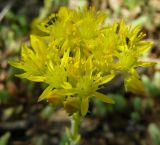 Sedum reflexum