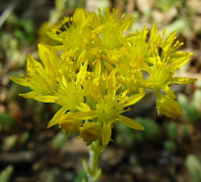 Image of Sedum reflexum specimen.