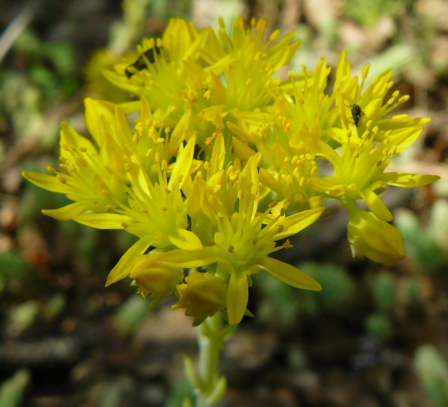 Изображение особи Sedum reflexum.