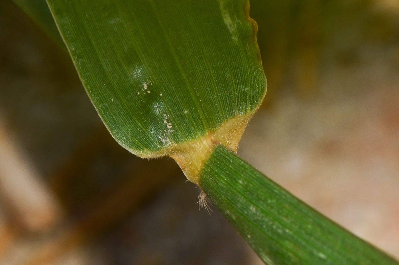 Изображение особи Cenchrus echinatus.