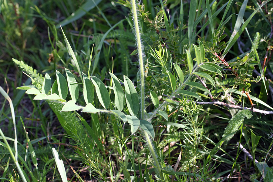 Image of Onobrychis grandis specimen.