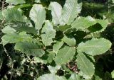 genus Quercus. Ветвь. Германия, г. Дюссельдорф, Ботанический сад университета. 04.09.2013.