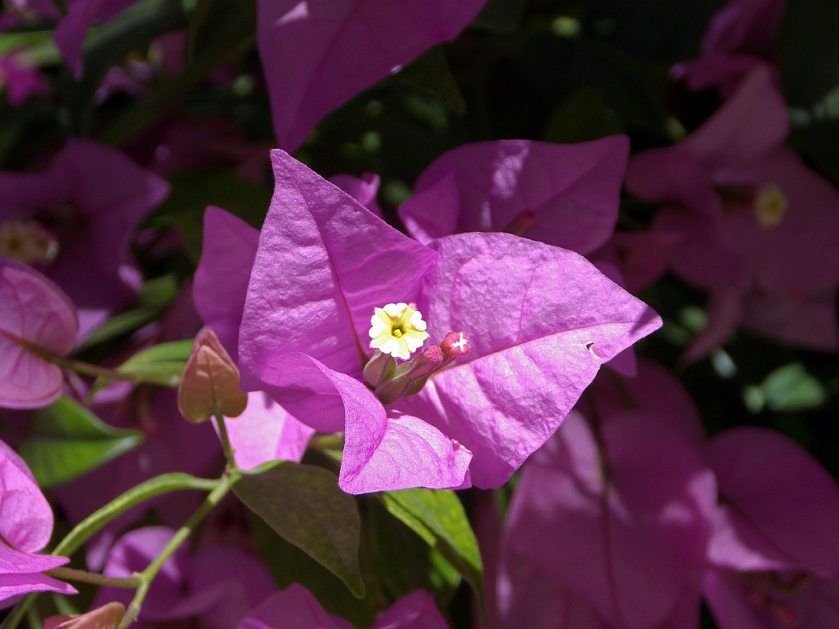 Изображение особи Bougainvillea spectabilis.