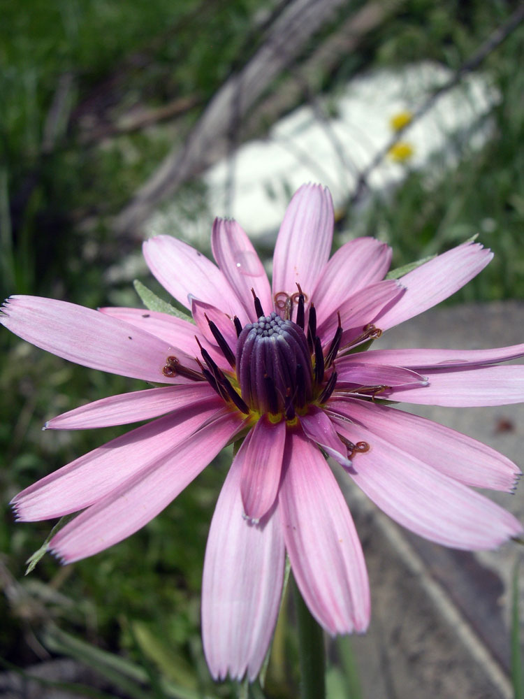 Изображение особи Tragopogon marginifolius.