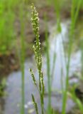 Glyceria notata. Соцветие (верхушка). Томская обл., окр. г. Томск. 05.07.2009.