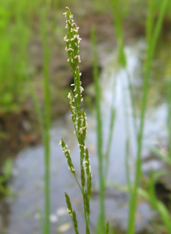 Image of Glyceria notata specimen.