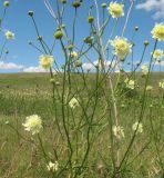 Cephalaria litvinovii