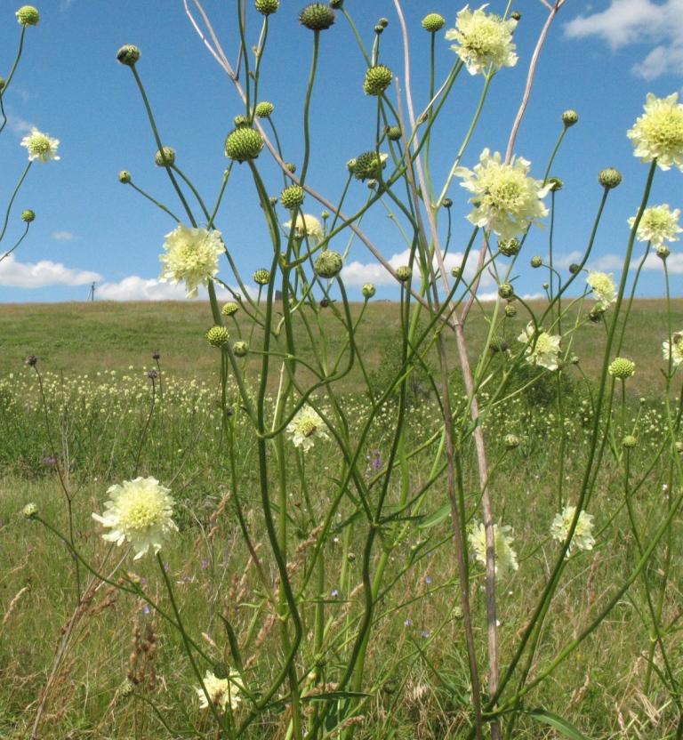 Изображение особи Cephalaria litvinovii.