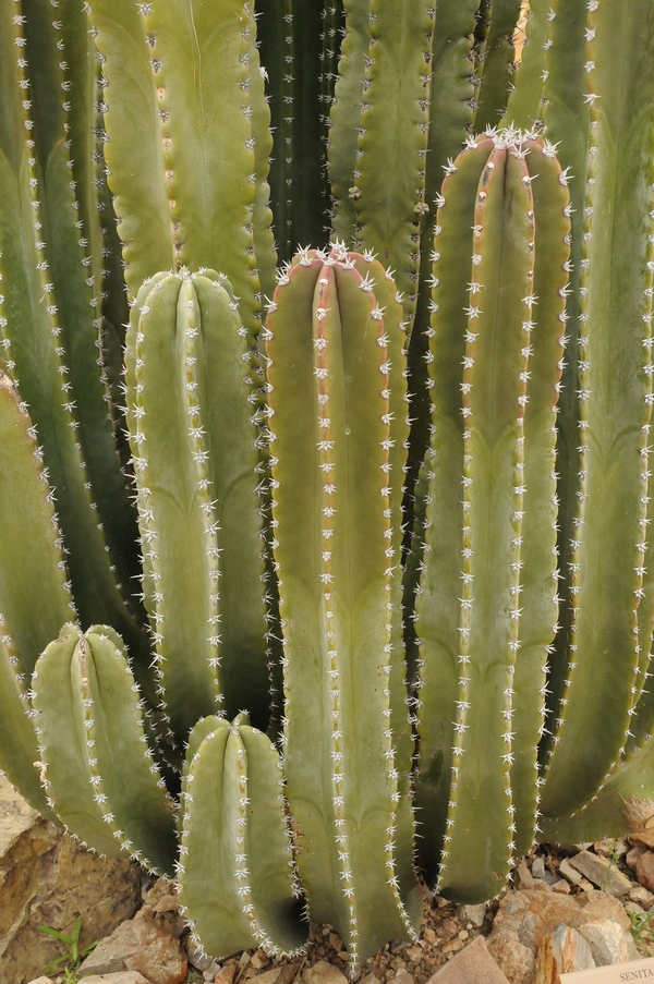 Изображение особи Pachycereus schottii.