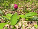 Paeonia caucasica. Верхушка расцветающего растения. Краснодарский край, Абинский р-н, окр. станицы Шапсугская, дубово-грабовый лес. 13.04.2014.