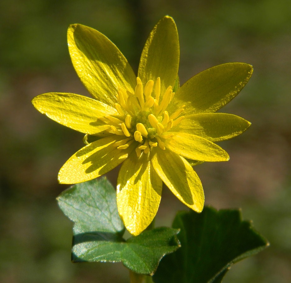 Image of Ficaria verna specimen.