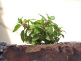 Parietaria chersonensis