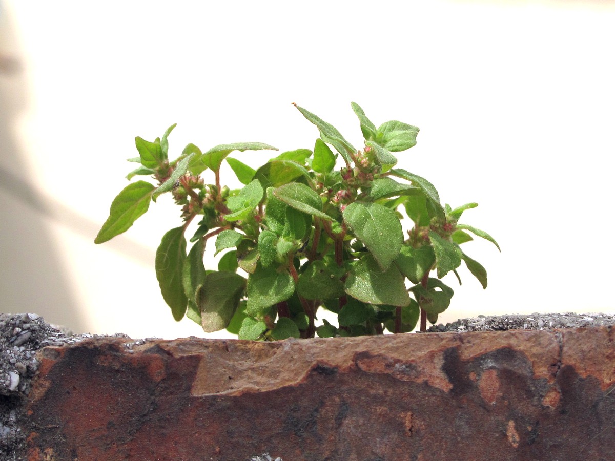 Image of Parietaria chersonensis specimen.