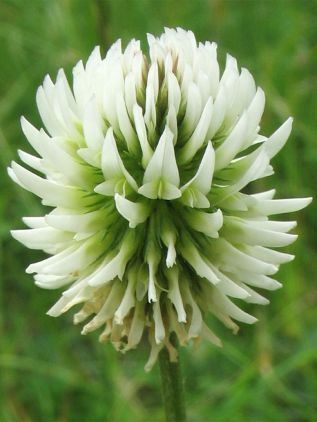 Image of Trifolium montanum specimen.