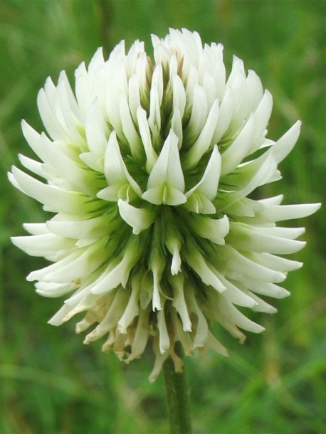 Изображение особи Trifolium montanum.