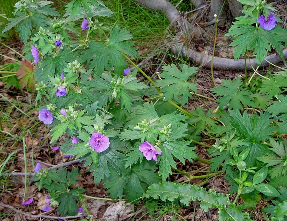 Image of Geranium erianthum specimen.