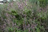 Salvia fruticosa