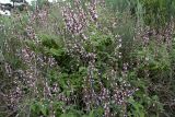 Salvia fruticosa