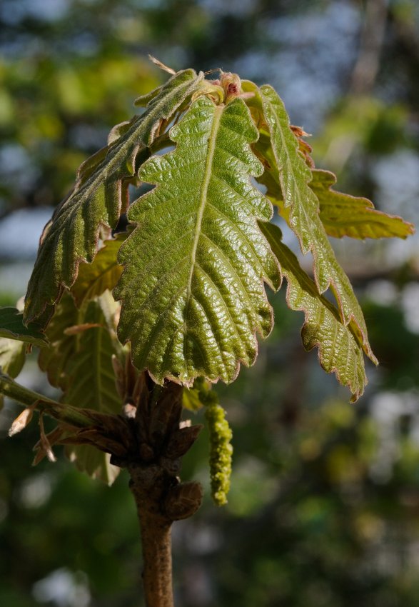 Изображение особи Quercus dentata.