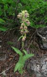 Epipactis helleborine. Цветущее растение. Крым, окр. Феодосии, гора Эчкидаг, каменистая осыпь, среди кустарников. 7 июня 2014 г.