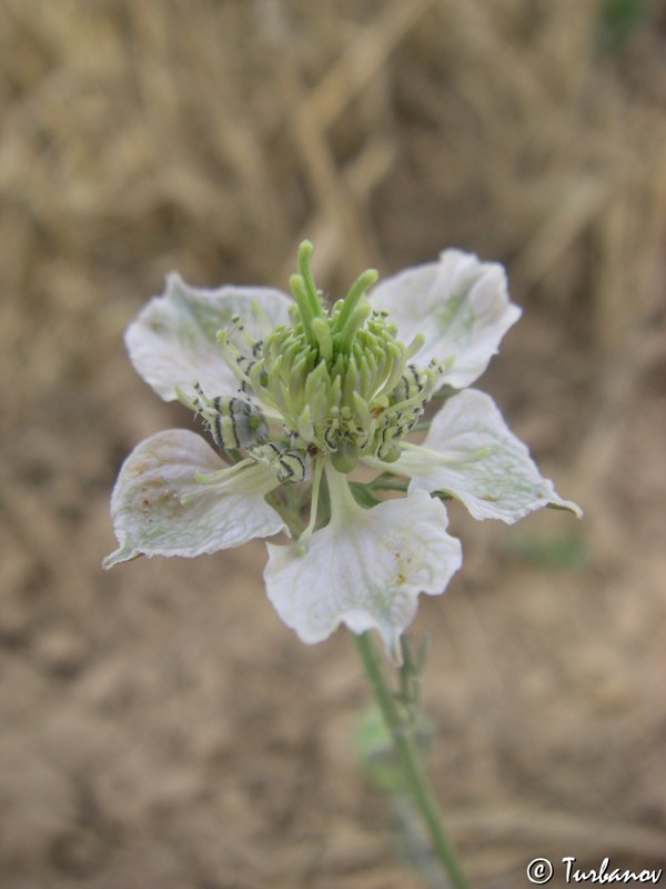 Image of Nigella arvensis specimen.