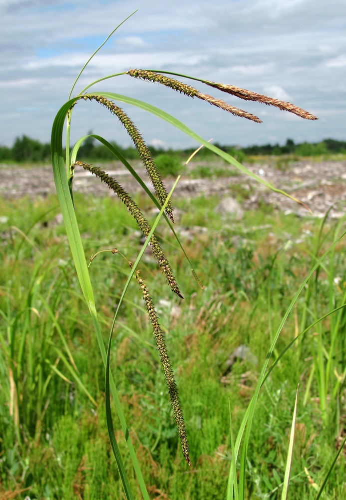 Image of Carex acuta specimen.