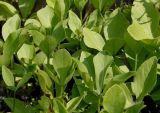 Menyanthes trifoliata. Листья. Германия, г. Дюссельдорф, Ботанический сад университета. 02.06.2014.