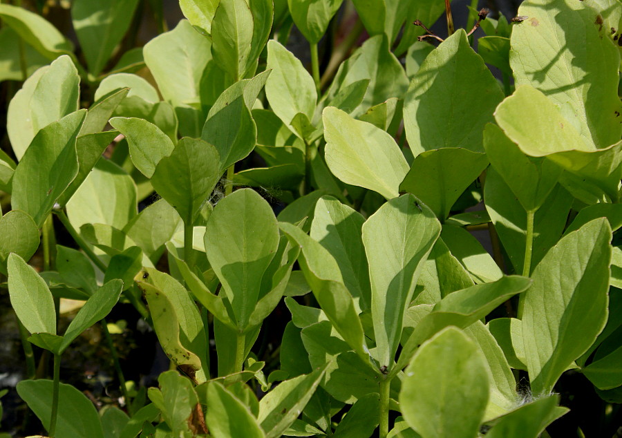 Изображение особи Menyanthes trifoliata.