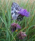 Centaurea apiculata