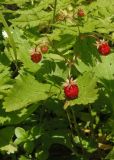 Fragaria vesca