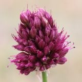 Allium sphaerocephalon. Соцветие. Ростовская обл., Неклиновский р-н, Троицкое с/п, дол. р. Миус. 20.07.2014.