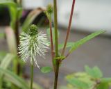 Sanguisorba stipulata