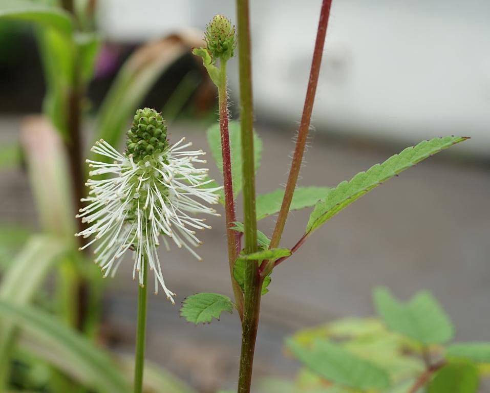 Image of Sanguisorba stipulata specimen.