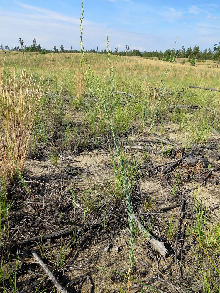 Изображение особи Linaria genistifolia.