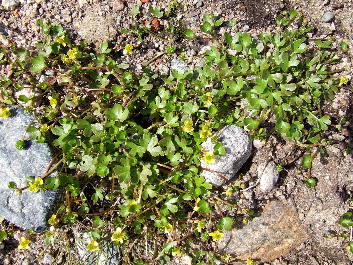 Image of Ranunculus hyperboreus specimen.