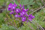 Oxytropis mandshurica