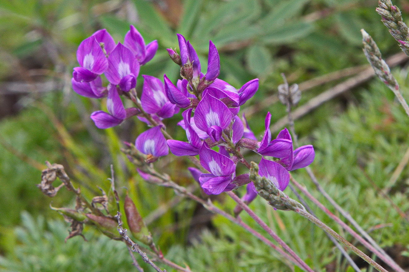 Image of Oxytropis mandshurica specimen.