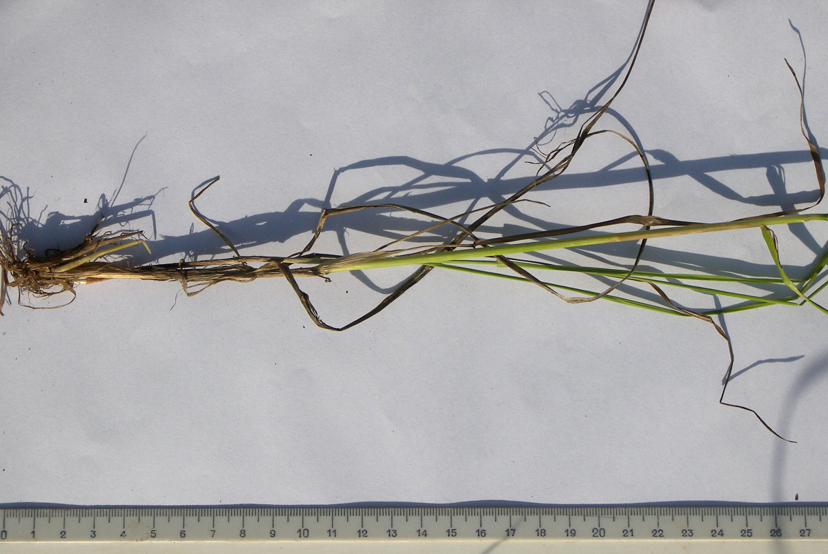 Image of Festuca regeliana specimen.