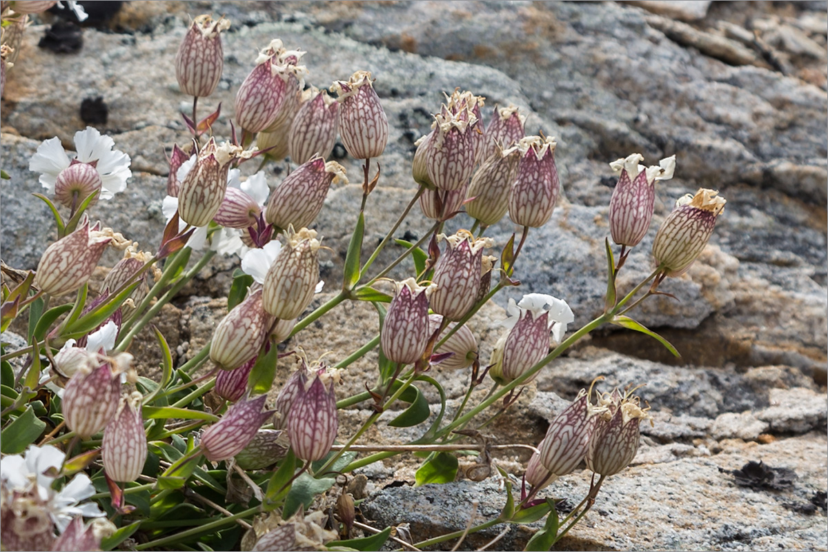 Image of Oberna uniflora specimen.