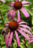 Echinacea purpurea