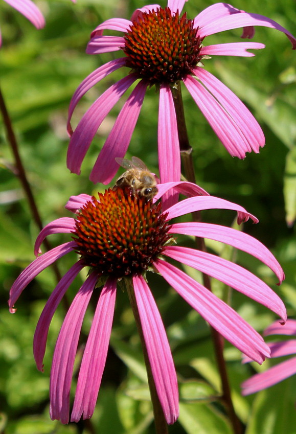 Image of Echinacea purpurea specimen.
