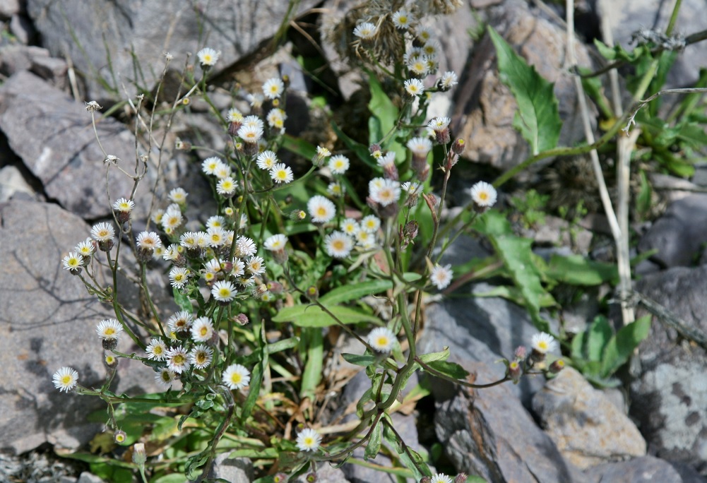 Изображение особи род Erigeron.