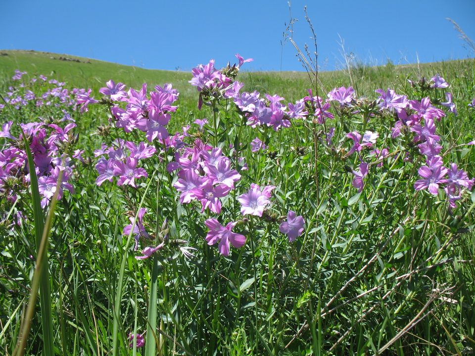 Image of Linum heterosepalum specimen.