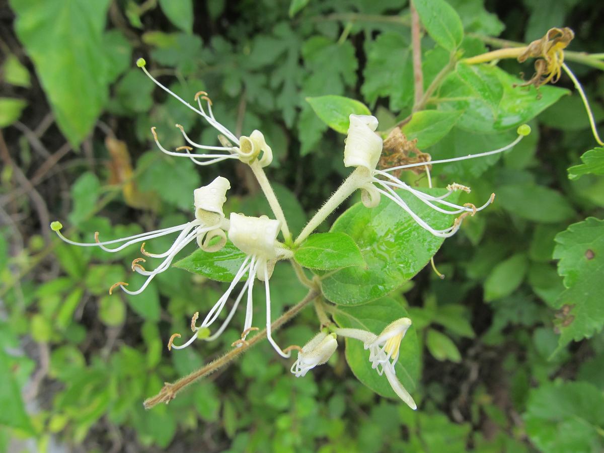 Изображение особи Lonicera japonica.