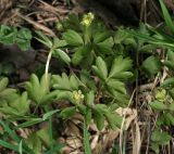 Adoxa moschatellina. Верхушка цветущего растения. Московская обл., Раменский р-н, окр. ж.-д. платформы Хрипань, смешанный лес. 27.04.2014.