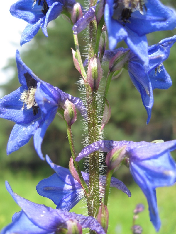 Изображение особи Delphinium retropilosum.