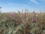 Allium iliense. Соцветие. Казахстан, Южное Прибалхашье, юж. окраины пустыни Таукум. 21 мая 2012 г.